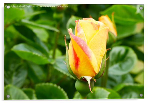 Rose bud Acrylic by Geoff Taylor