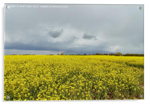 Oil seed rape Acrylic by Geoff Taylor