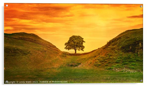Sunset at Sycamore Gap, Hadrian's Wall, Northumber Acrylic by Linda Webb