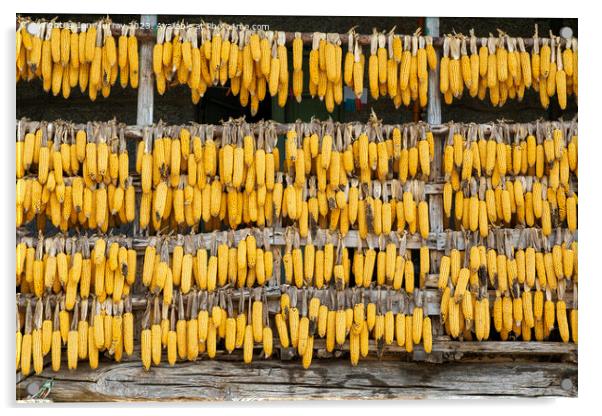 Corn cobs maize hanging out to dry  Acrylic by Ian Murray
