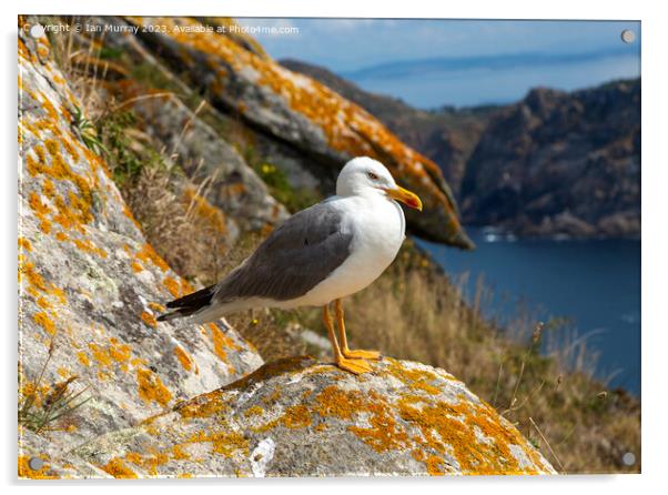 Yellow-legged gull Acrylic by Ian Murray