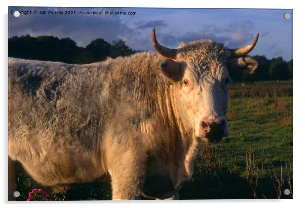 White bull with horns  Acrylic by Ian Murray