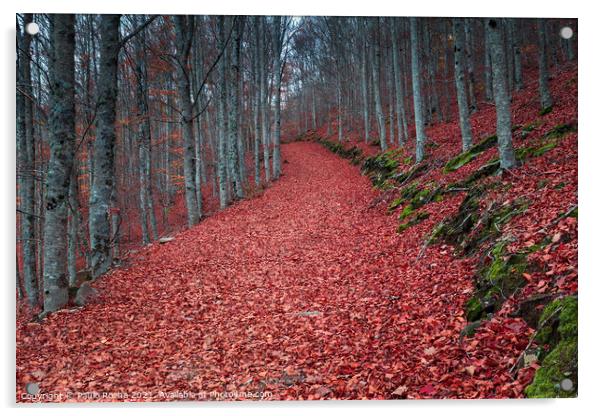 Autumn forest path with beech trees Acrylic by Paulo Rocha