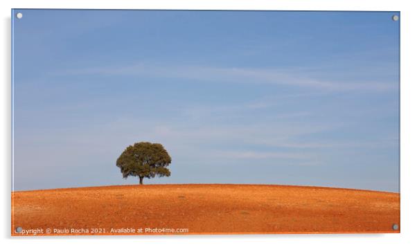 A lonely tree, typical Alentejo landscape Acrylic by Paulo Rocha