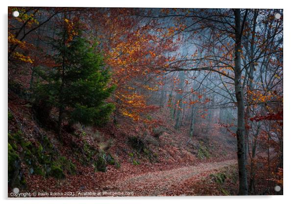 Beautiful autumn forest path Acrylic by Paulo Rocha