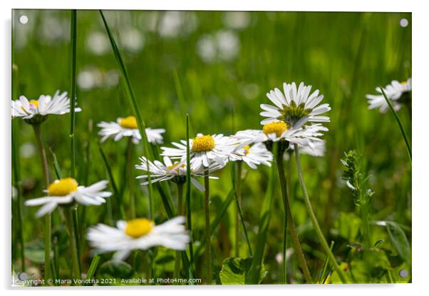 Small white daisies in grass Acrylic by Maria Vonotna