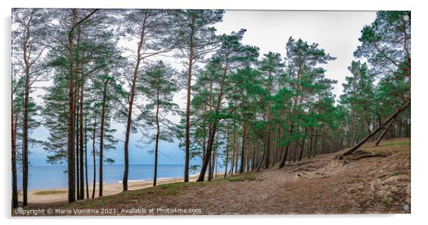 Coniferous forest with pine trees near sea Acrylic by Maria Vonotna