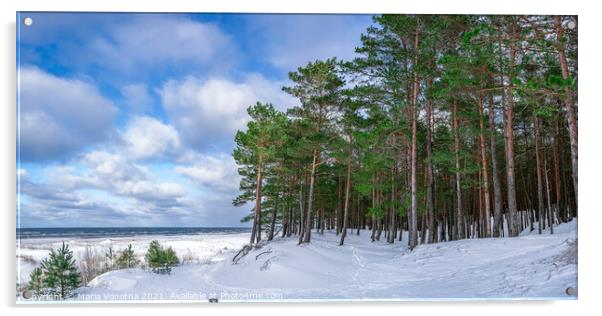 Snowy sea coast with pine forest in winter Acrylic by Maria Vonotna