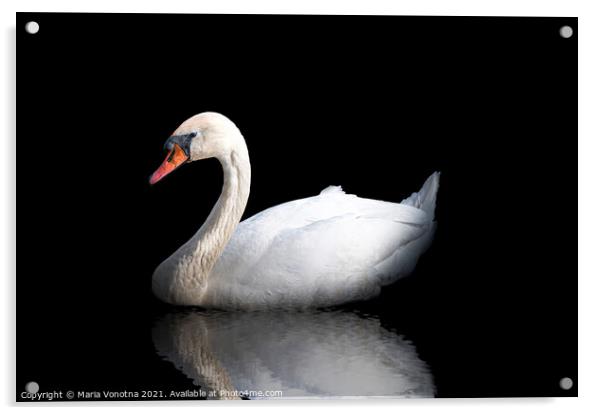 White swan with reflection in the water on black Acrylic by Maria Vonotna