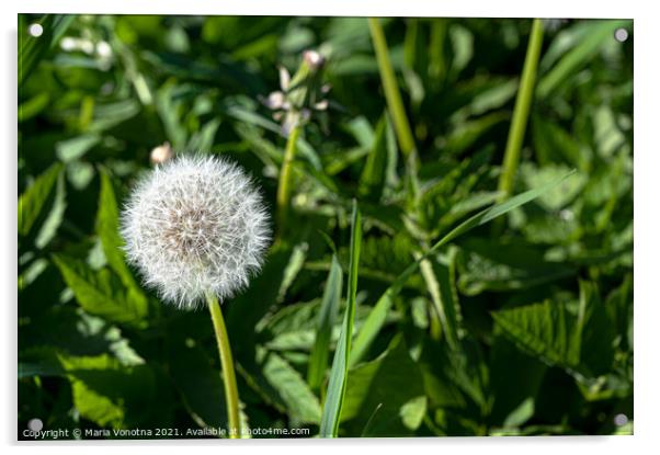 White dandelion flower on dark green background Acrylic by Maria Vonotna