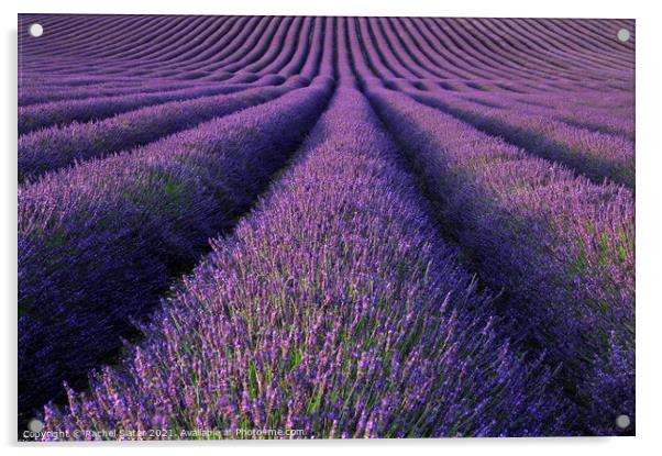 Lavender Fields Acrylic by Rachel Harris
