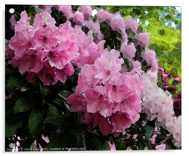 Pink Rhododendron Acrylic by Sandra Day