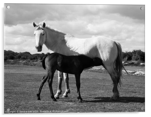 Horse and Foal Black and White Acrylic by Sandra Day