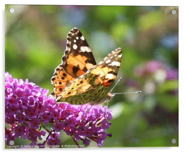 Painted Lady Butterfly Acrylic by Sandra Day
