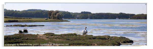 Swan at Wootton Creek, Panoramic. Acrylic by Sandra Day