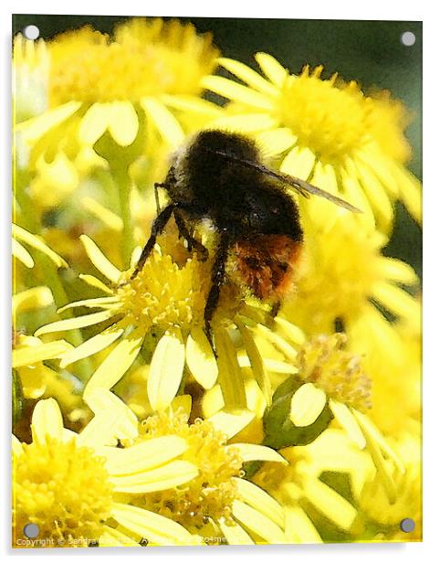 Bee on yellow flower Acrylic by Sandra Day