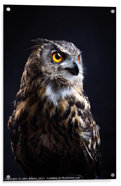 Birds of Prey - Euarasian Eagle Owl Acrylic by johnseanphotography 
