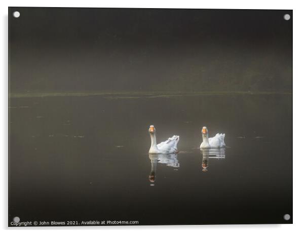 Early morning on Keston Ponds (near Bromley Kent) with 2 geese floating by Acrylic by johnseanphotography 