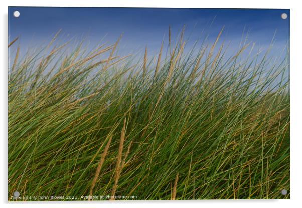 Peaceful, swaying grass in the dunes at Holkham Beach Acrylic by johnseanphotography 
