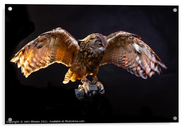 Birds of Prey - Euarasian Eagle Owl Acrylic by johnseanphotography 