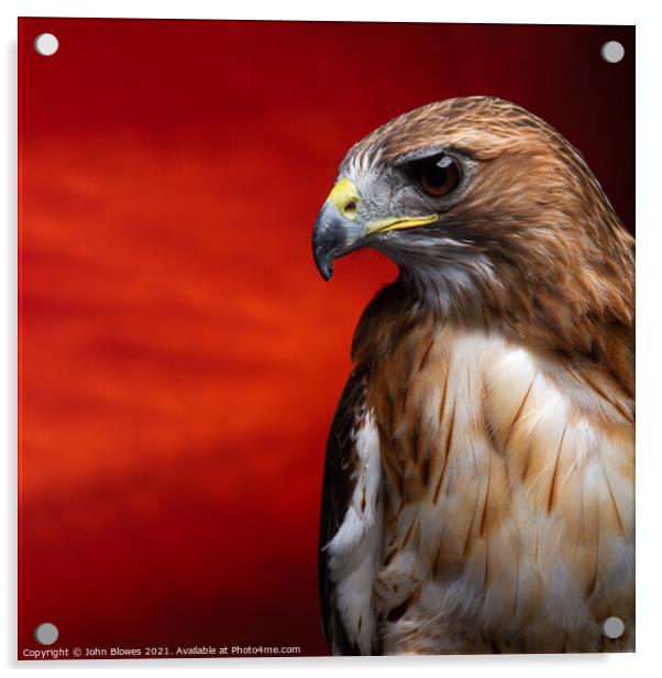 Aplomado Falcon Buzzard Acrylic by johnseanphotography 