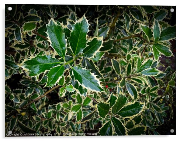A single berry amongst its holly Acrylic by johnseanphotography 