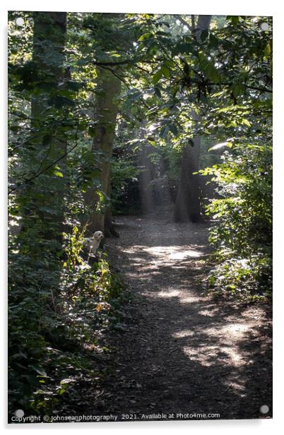 Rays of Sunlight through the trees in Pickhurst Park Woods Acrylic by johnseanphotography 