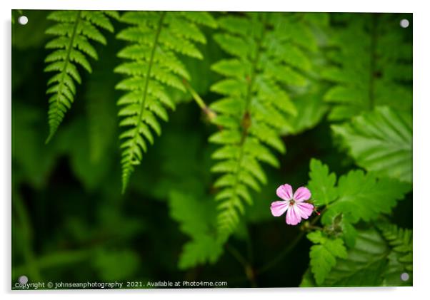 A beautiful solitary wild geranium growing amongst the mass of deep green ferns Acrylic by johnseanphotography 