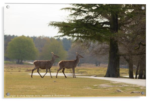 Deers in Parkland Acrylic by Chris Haynes