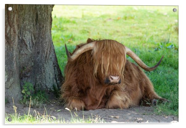 Highland Cow Resting Acrylic by Chris Haynes