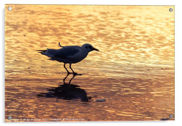 Gull on Beach at Sunrise Acrylic by Philip Brookes