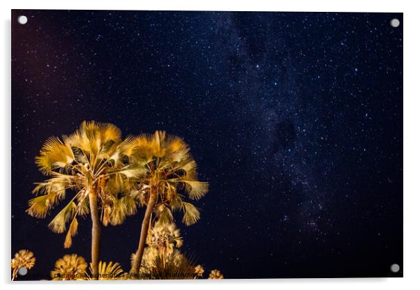 Palm Tree and Night Sky with Palms Acrylic by Dietmar Rauscher