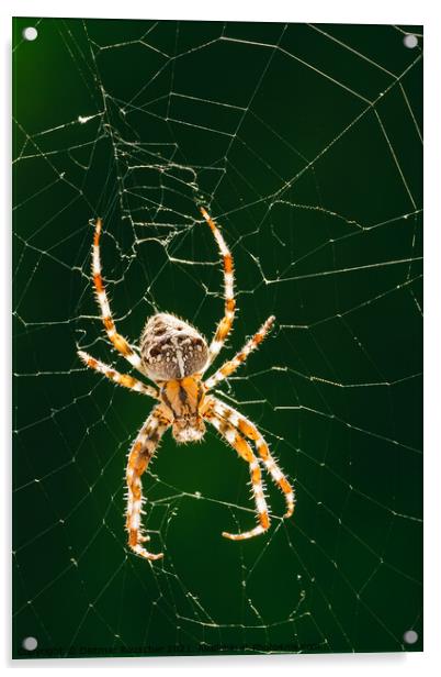European Garden Spider or Diadem Spider in its Web Close Up Acrylic by Dietmar Rauscher