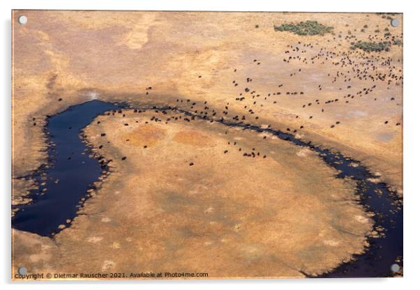 Aerial of Buffalo Herd in Moremi Game REeerve, Okvango Delta Acrylic by Dietmar Rauscher