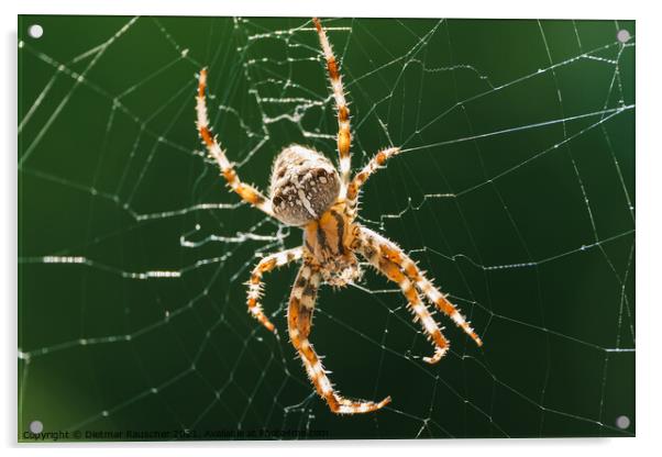 European Garden Spider or Diadem Spider in its Web Close Up Acrylic by Dietmar Rauscher