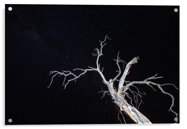 Dry, Bleached, Dead Tree at Night with Star Sky Acrylic by Dietmar Rauscher