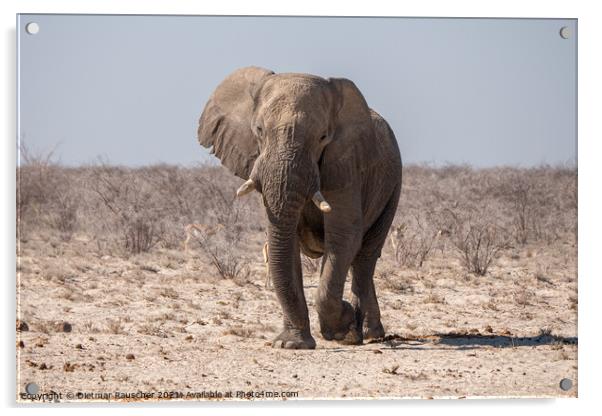 African Elephant in Etosha National Park, Namibia Acrylic by Dietmar Rauscher