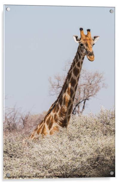 Angolan Giraffe Head and Neck above the Bushes in Etosha Nationa Acrylic by Dietmar Rauscher