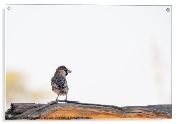 Social Weaver Bird Sitting on Branch Acrylic by Dietmar Rauscher