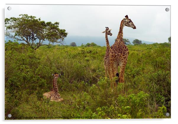 Funny Baby Giraffe in Tanzania Acrylic by Dietmar Rauscher