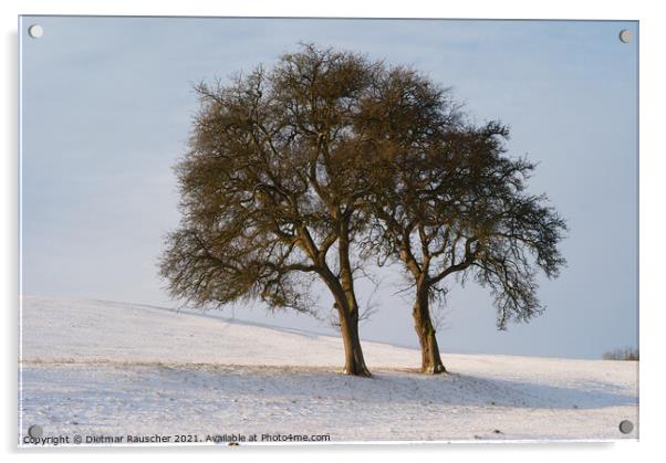 Two Trees in a Snowy Winter Landscape Acrylic by Dietmar Rauscher