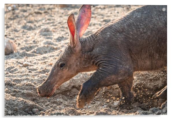 Aardvark Anteater Digging in the Kalahari in Namibia Acrylic by Dietmar Rauscher