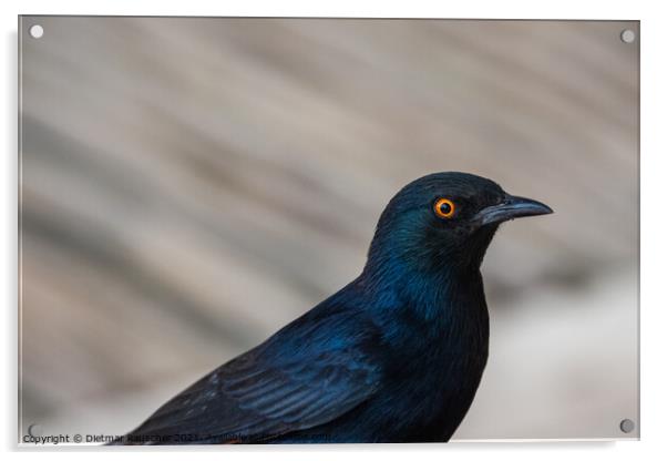 Pale Winged Starling, a Black Bird with Orange Eyes in Namibia C Acrylic by Dietmar Rauscher