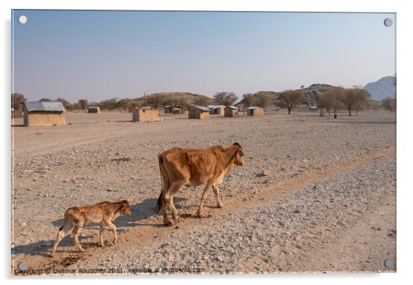 Skinny Cow and Calf Walking by a Village in Namibia Acrylic by Dietmar Rauscher