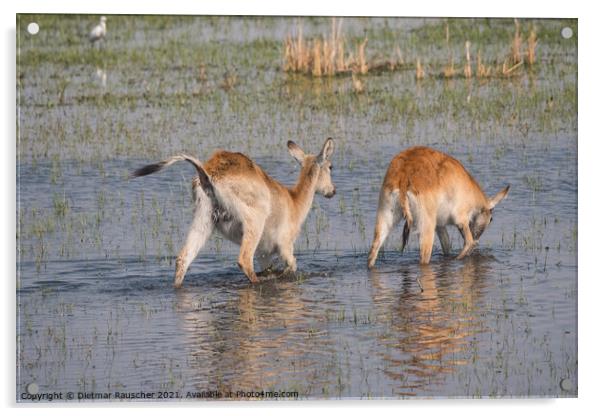 Two Red Lechwe Antelopes in the Okavango Delta Acrylic by Dietmar Rauscher