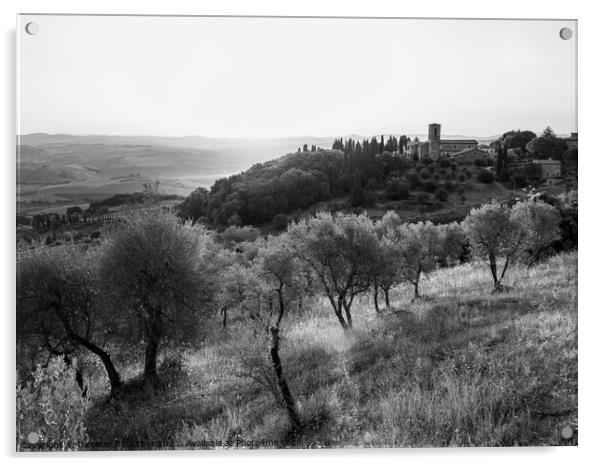 Olive Grove near Montalcino at the Convento dell'Osservanza Mono Acrylic by Dietmar Rauscher