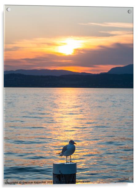 Lake Garda Sunset with Black Headed Gull Acrylic by Dietmar Rauscher