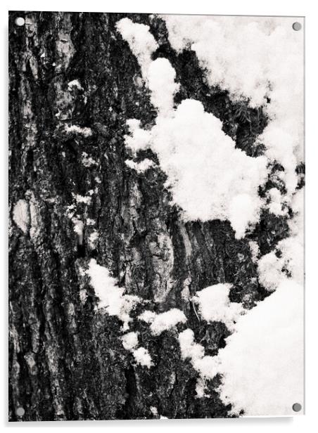 Tree Bark and Snow Monochrome  Acrylic by Dietmar Rauscher