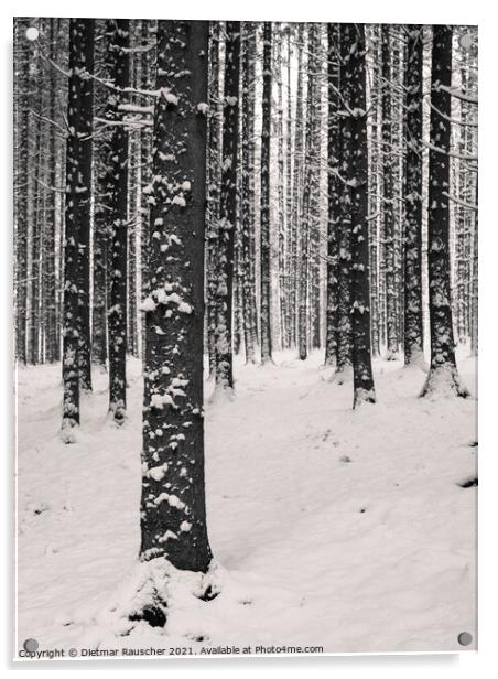 Winter Tree Trunks with Snow Acrylic by Dietmar Rauscher