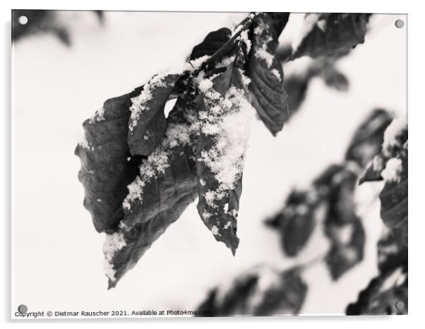 Snow on Wilted Leaves Acrylic by Dietmar Rauscher